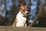 BASENJI 136